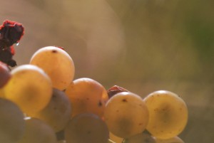Vin blanc