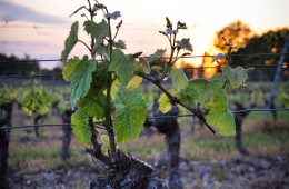 Le Malbec