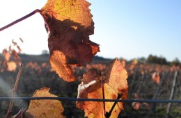 Domaine Serre de Bovila